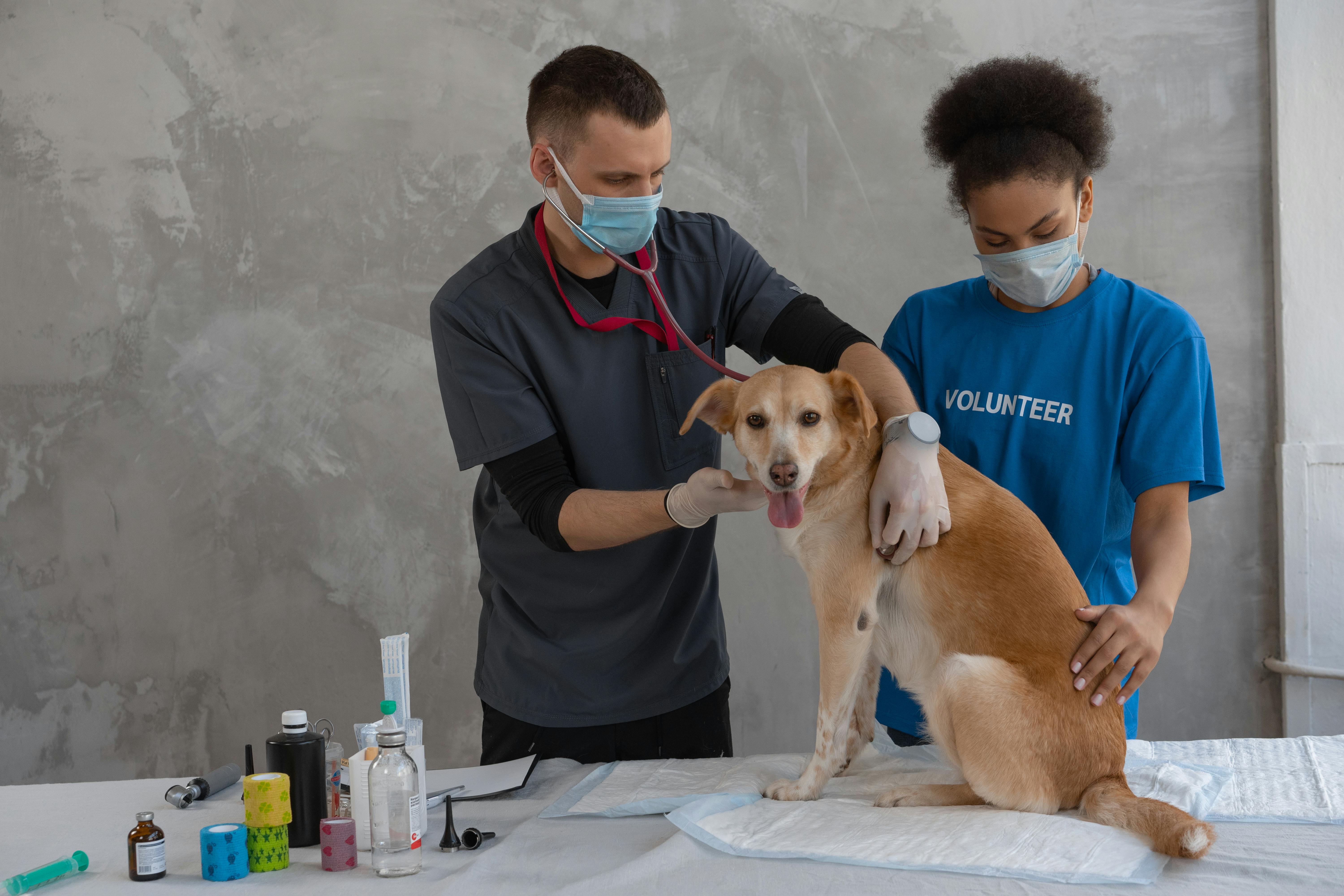 RoyalPet Care — Scaling Pet Grooming & Vaccination Bookings